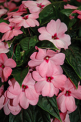 Tamarinda Max Sweet Pink New Guinea Impatiens (Impatiens 'Tamarinda Max Sweet Pink') at A Very Successful Garden Center