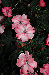 SunPatiens Compact Blush Pink New Guinea Impatiens (Impatiens 'SakimP013') at Lakeshore Garden Centres