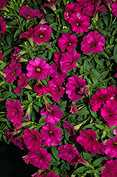 SuperCal Violet Petchoa (Petchoa 'SuperCal Violet') at A Very Successful Garden Center