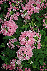 Lindolena Pink Verbena (Verbena 'Lindolena Pink') at A Very Successful Garden Center