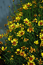 Pineapple Pie Tickseed (Coreopsis 'Pineapple Pie') at A Very Successful Garden Center
