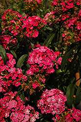 Dash Pink Pinks (Dianthus 'Dash Pink') at A Very Successful Garden Center