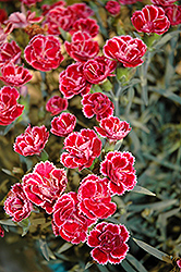 EverLast Burgundy Blush Pinks (Dianthus 'EverLast Burgundy Blush') at A Very Successful Garden Center