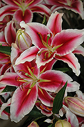 Paradero Lily (Lilium 'Paradero') at A Very Successful Garden Center