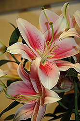 Modern Romance Lily (Lilium 'Modern Romance') at Lakeshore Garden Centres
