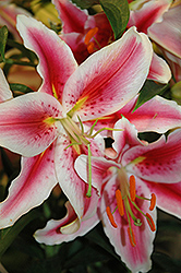 True Romance Lily (Lilium 'True Romance') at A Very Successful Garden Center