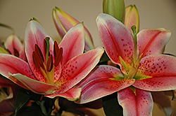 First Romance Lily (Lilium 'First Romance') at Lakeshore Garden Centres