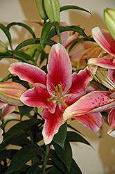 Pink Romance Lily (Lilium 'Pink Romance') at A Very Successful Garden Center
