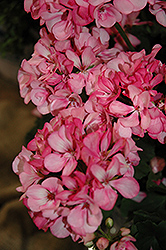So Lovely! Pink Geranium (Pelargonium 'So Lovely! Pink') at A Very Successful Garden Center