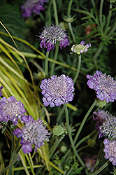 Mariposa Violet Pincushion Flower (Scabiosa columbaria 'Mariposa Violet') at A Very Successful Garden Center