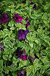 Surfinia Baby Purple Variegata Petunia (Petunia 'Surfinia Baby Purple Variegata') at Lakeshore Garden Centres