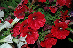 Good And Plenty Red Petunia (Petunia 'Good And Plenty Red') at Lakeshore Garden Centres