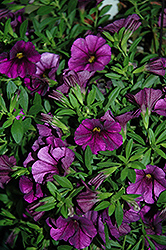 Cruze Violet Calibrachoa (Calibrachoa 'Cruze Violet') at A Very Successful Garden Center