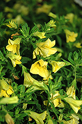 Cruze Yellow Calibrachoa (Calibrachoa 'Cruze Yellow') at A Very Successful Garden Center