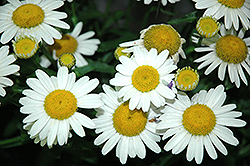 White Mountain Shasta Daisy (Leucanthemum x superbum 'White Mountain') at A Very Successful Garden Center