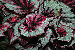 Shadow King Cherry Mint Begonia (Begonia 'Shadow King Cherry Mint') at A Very Successful Garden Center