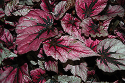 Shadow King Pink Begonia (Begonia 'Shadow King Pink') at A Very Successful Garden Center