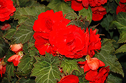 New Star Red Begonia (Begonia 'New Star Red') at A Very Successful Garden Center
