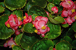 Sprint Blush Begonia (Begonia 'Sprint Blush') at A Very Successful Garden Center