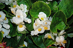 Sprint White Begonia (Begonia 'Sprint White') at A Very Successful Garden Center