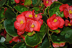 Sprint Red Begonia (Begonia 'Sprint Red') at A Very Successful Garden Center