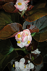Nightife Blush Begonia (Begonia 'Nightlife Blush') at A Very Successful Garden Center