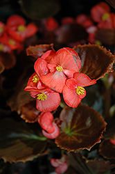 Nightife Red Begonia (Begonia 'Nightlife Red') at A Very Successful Garden Center