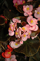 Nightife Pink Begonia (Begonia 'Nightlife Pink') at A Very Successful Garden Center