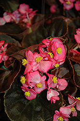 Nightife Deep Rose Begonia (Begonia 'Nightlife Deep Rose') at A Very Successful Garden Center