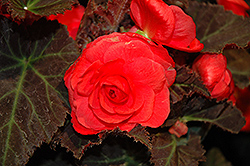 Nonstop Mocca Cherry Begonia (Begonia 'Nonstop Mocca Cherry') at A Very Successful Garden Center