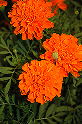 Cresta Deep Orange Marigold (Tagetes patula 'Cresta Deep Orange') at A Very Successful Garden Center