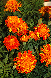 Cresta Flame Marigold (Tagetes patula 'Cresta Flame') at A Very Successful Garden Center