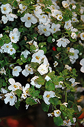 Calypso Jumbo White Bacopa (Sutera cordata 'Calypso Jumbo White') at A Very Successful Garden Center