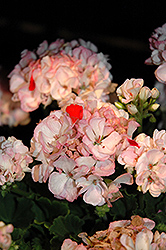 Classic Pink Blush Geranium (Pelargonium 'Classic Pink Blush') at A Very Successful Garden Center