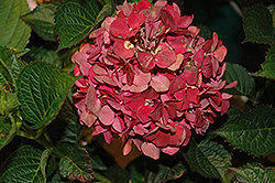 Electric Rouge Hydrangea (Hydrangea macrophylla 'Electric Rouge') at Lakeshore Garden Centres