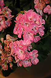 Dynamo Light Pink Geranium (Pelargonium 'Dynamo Light Pink') at A Very Successful Garden Center