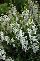 Sungelonia White Angelonia (Angelonia angustifolia 'Sungelonia White') at Lakeshore Garden Centres