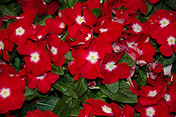Sunstorm Red Halo Vinca (Catharanthus roseus 'Sunstorm Red Halo') at A Very Successful Garden Center