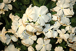 Cora White Vinca (Catharanthus roseus 'Cora White') at A Very Successful Garden Center