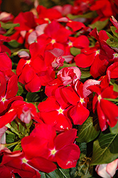 Cora Red Vinca (Catharanthus roseus 'Cora Red') at A Very Successful Garden Center