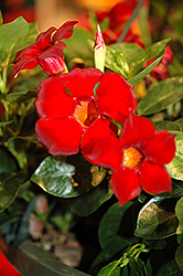 Rio Dark Red Mandevilla (Mandevilla 'Rio Dark Red') at A Very Successful Garden Center