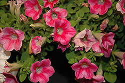 Whispers Star Rose Petunia (Petunia 'Whispers Star Rose') at A Very Successful Garden Center