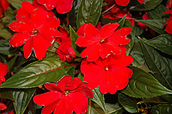 Florific Red New Guinea Impatiens (Impatiens hawkeri 'Florific Red') at A Very Successful Garden Center