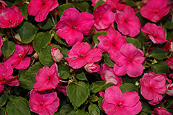 Xtreme Bright Rose Impatiens (Impatiens 'Xtreme Bright Rose') at A Very Successful Garden Center