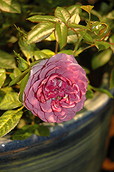 Lavender Veranda Rose (Rosa 'Lavender Veranda') at Stonegate Gardens