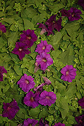 Surfinia Purple Majesty Petunia (Petunia 'Surfinia Purple Majesty') at Lakeshore Garden Centres