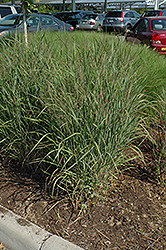 Ruby Ribbons Switch Grass (Panicum virgatum 'Ruby Ribbons') at A Very Successful Garden Center