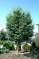 Lustre Allegheny Serviceberry (Amelanchier laevis 'Lustre Allegheny') at A Very Successful Garden Center