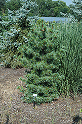 Ibo-Can Japanese White Pine (Pinus parviflora 'Ibo-Can') at A Very Successful Garden Center