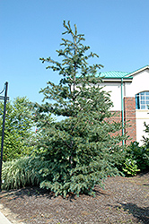 Southwestern White Pine (Pinus strobiformis) at A Very Successful Garden Center